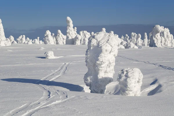 大雪和树 — 图库照片