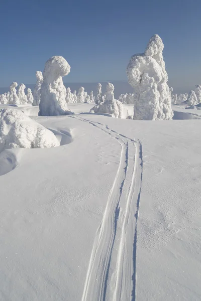 Kraftigt snöfall och träd — Stockfoto