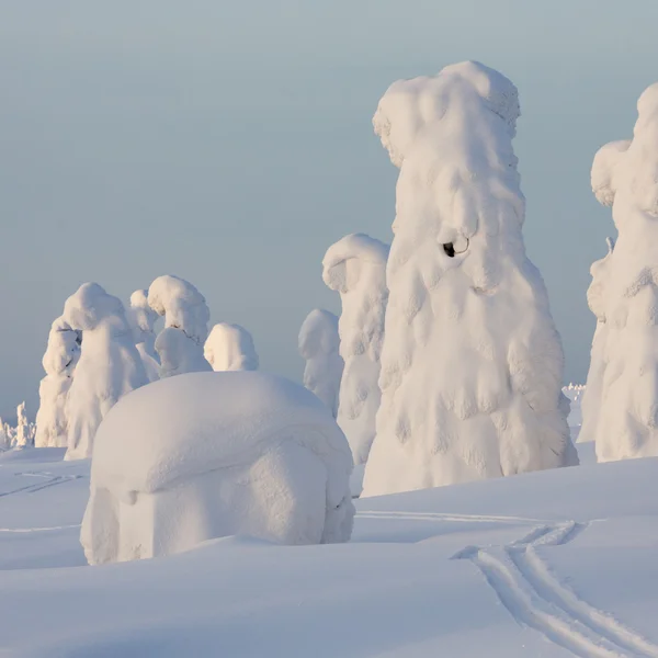 Heavy snowfalls and trees — Stock Photo, Image