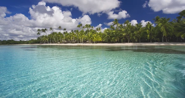Palms and sandy beach — Stock Photo, Image