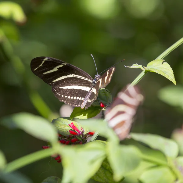 Butterfly and pink flowers — Stock Photo, Image