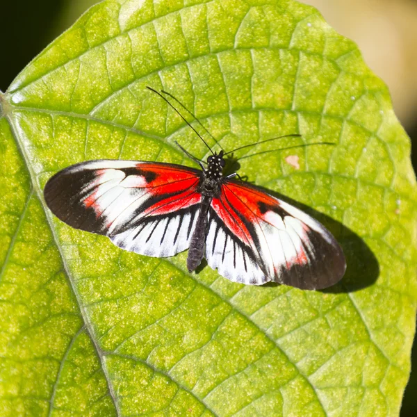 Butterfly and green leaf — Stock Photo, Image