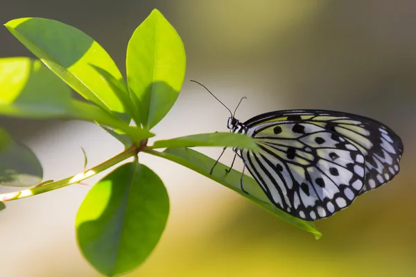 Butterfly and green leaves — Stock Photo, Image