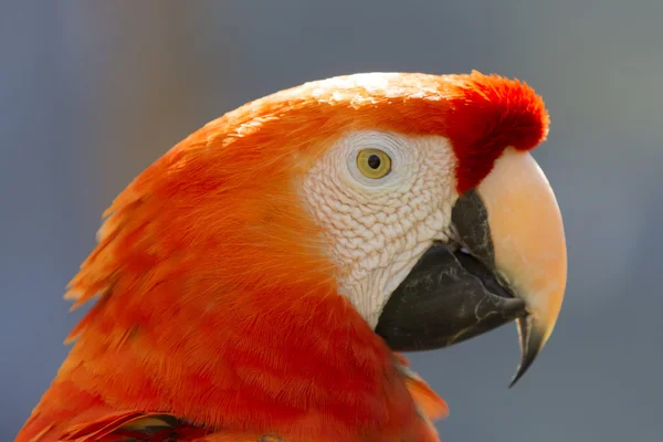 Red parrot head — Stock Photo, Image