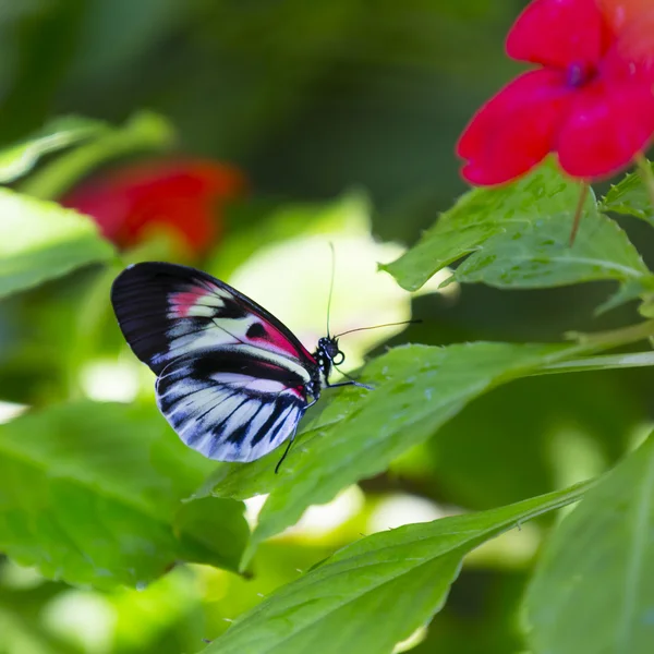 カラフルな蝶と緑の葉 — ストック写真