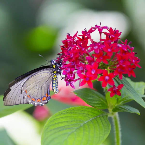 Mariposa sobre flores rosas — Foto de Stock