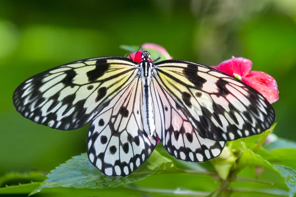 Butterfly on pink flowers — Stock Photo, Image