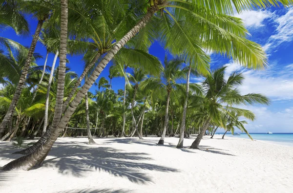 Palme e spiaggia sabbiosa — Foto Stock