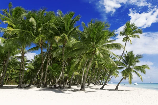 Пальмы и песчаный пляж — стоковое фото