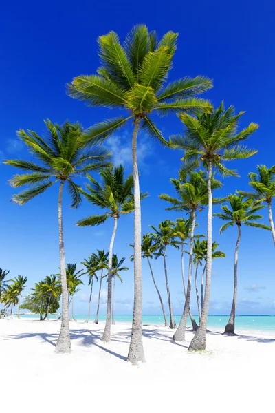 Palms and sandy beach — Stock Photo, Image