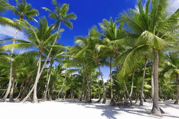 Palmy a písečná pláž — Stock fotografie