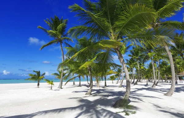 Пальми і піщаний пляж — стокове фото