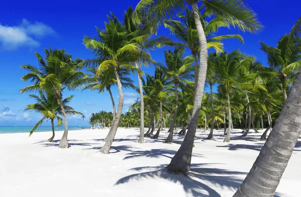 Zöld Pálmafák Homokos Strandtól — Stock Fotó