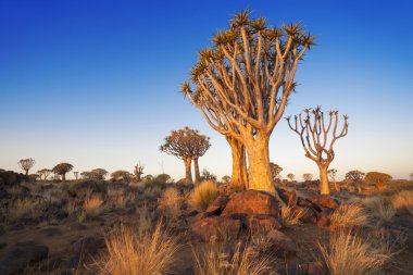 Nature and landscapes of Namibia