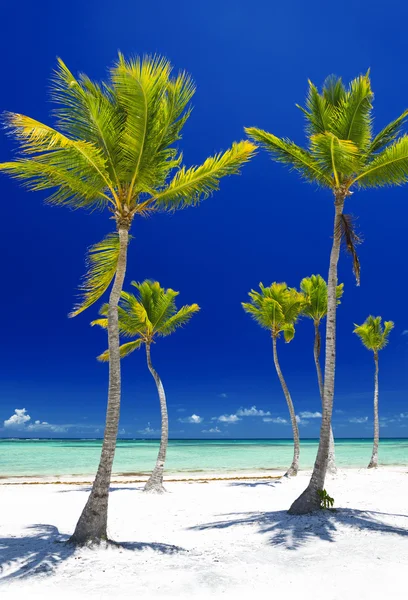 Pláž na tropickém ostrově — Stock fotografie