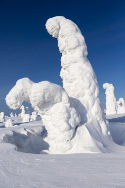 Ağır kar ve ağaçlar sıkışmış kar tarafından yuvarlak. Fenomen küresel ısınma.