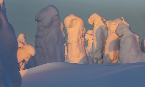 Heavy Snowfalls Trees Which Stuck Snow Phenomenon Global Warming — Stock Photo, Image