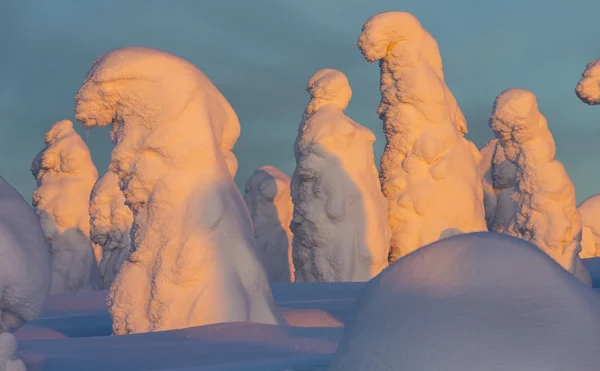 Heavy Snowfalls Trees Which Stuck Snow Phenomenon Global Warming — Stock Photo, Image