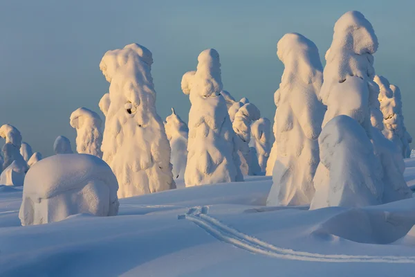 大雪和被困的树轮被雪 全球变暖现象 — 图库照片