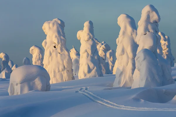 Zware Sneeuwval Bomen Die Vastzitten Ronde Door Sneeuw Fenomeen Van — Stockfoto