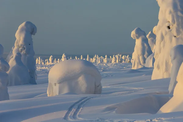 Ağır Kar Ağaçlar Sıkışmış Kar Tarafından Yuvarlak Fenomen Küresel Isınma — Stok fotoğraf