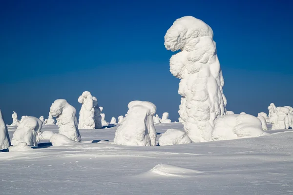 Heavy Snowfalls Trees Which Stuck Snow Phenomenon Global Warming — Stock Photo, Image