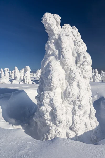 Zware Sneeuwval Bomen Die Vastzitten Ronde Door Sneeuw Fenomeen Van — Stockfoto