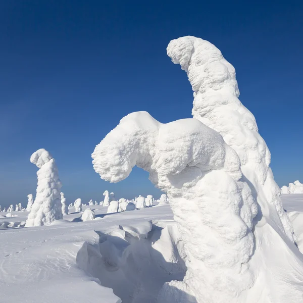 大雪と立ち往生している木は 雪でラウンドします 地球温暖化の現象 — ストック写真