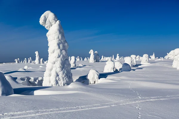 大雪和被困的树轮被雪 全球变暖现象 — 图库照片