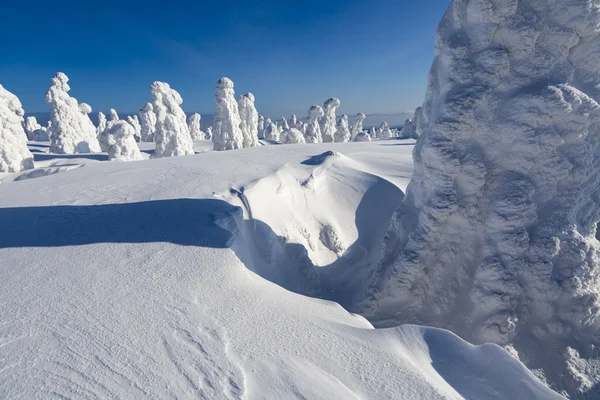 Zware Sneeuwval Bomen Die Vastzitten Ronde Door Sneeuw Fenomeen Van — Stockfoto