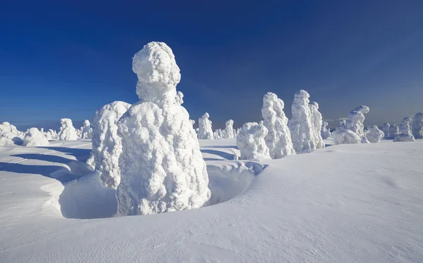 大雪と立ち往生している木は 雪でラウンドします 地球温暖化の現象 — ストック写真
