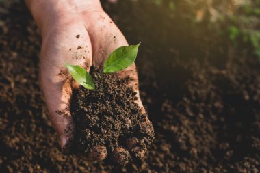 Çevre Günü Ağaçların elinde fidanlar yetişiyor. Yeşil bir bitki tutan insan, çim tarlasında yetişiyor. Orman koruma kavramı. Dünyayı kurtar.