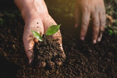 Çevre Günü Ağaçların elinde fidanlar yetişiyor. Yeşil bir bitki tutan insan, çim tarlasında yetişiyor. Orman koruma kavramı. Dünyayı kurtar.