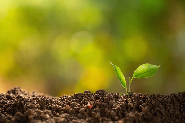 Pequena Planta Pilha Solo Nova Vida — Fotografia de Stock