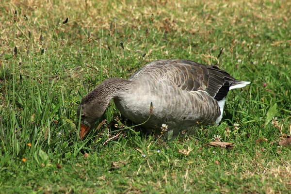 Oie grise dans l'herbe et les fleurs — Photo