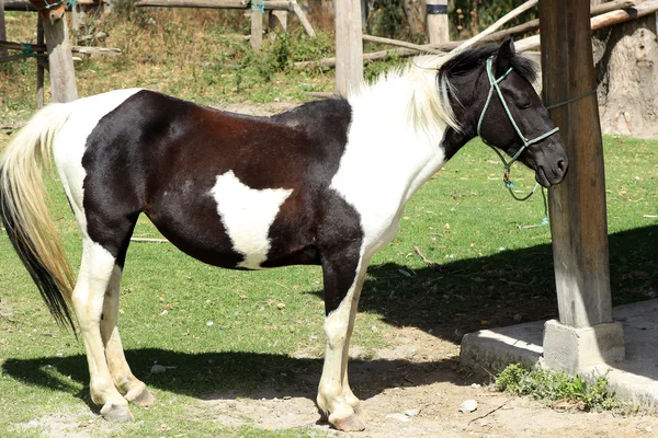 Чорно білий кінь прив'язаний до рейки — стокове фото