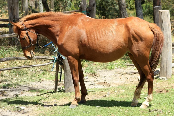 Brązowy koń związany z ogrodzenia — Zdjęcie stockowe