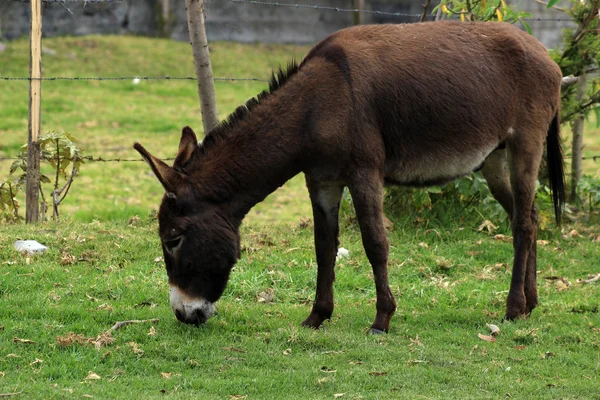 Mule bete i en betesmark — Stockfoto