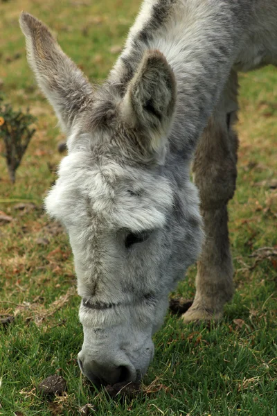 Hoofd van een wit mule — Stockfoto