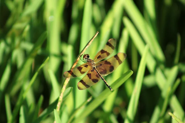 Libellula marrone e gialla — Foto Stock