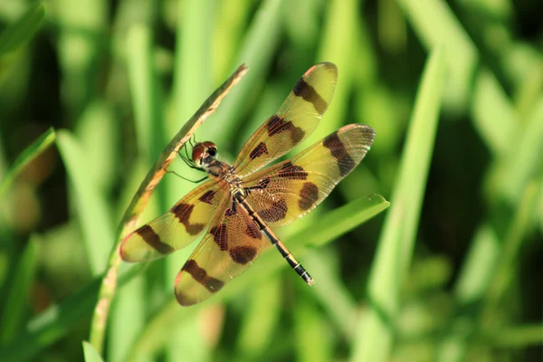 Dragonfly marrone e giallo su un ramoscello — Foto Stock