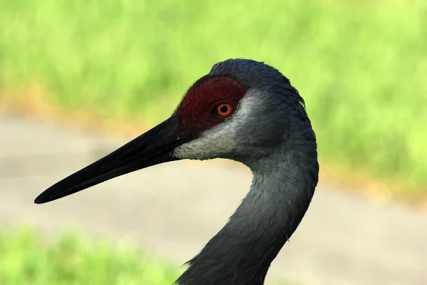 Cabeça de um guindaste Sandhill — Fotografia de Stock