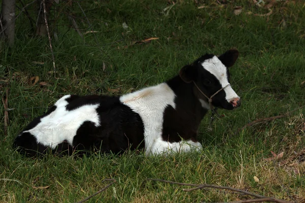 Holstein bezerro deitado — Fotografia de Stock