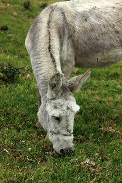 Witte mule in een weide — Stockfoto