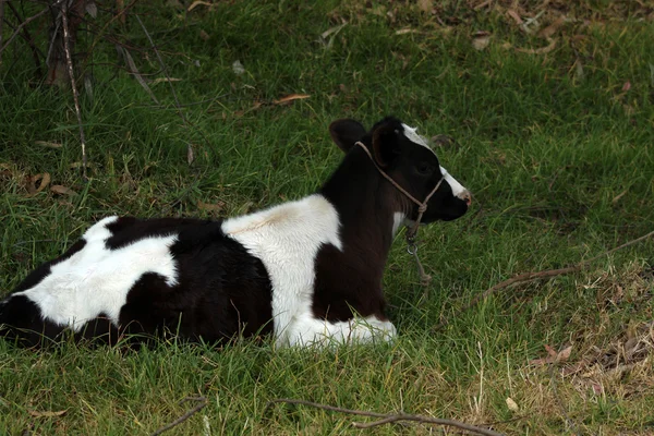 Bezerro deitado em um campo de grama — Fotografia de Stock