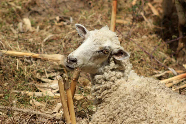 Ovejas en un campo de maíz — Foto de Stock