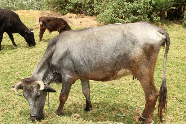 Сірий корови на пасовищі — стокове фото