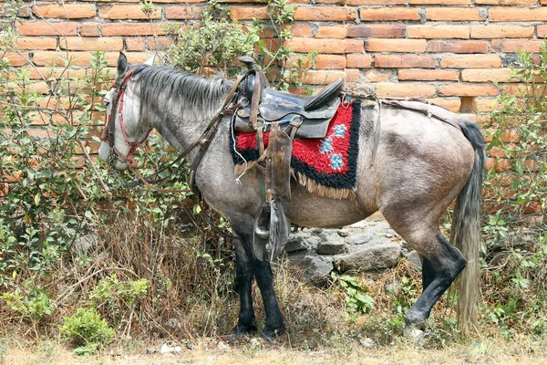 Art af grå hest - Stock-foto