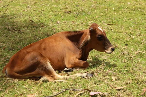 Bruin kalf liggen in een weiland — Stockfoto