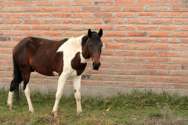 Brown and White Horse Eating — Stock Photo, Image